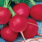 German Giant Radish Select Quantities 20K SEEDS