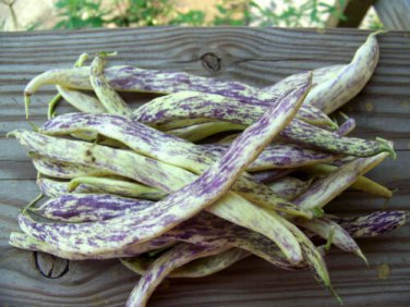 Dragon's Tongue 200 Beans Wax Bush  Large Cream Purple pods