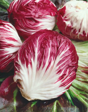 Radicchio Rouge De Verona 140K SEEDS