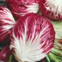Radicchio Rouge De Verona 140K SEEDS