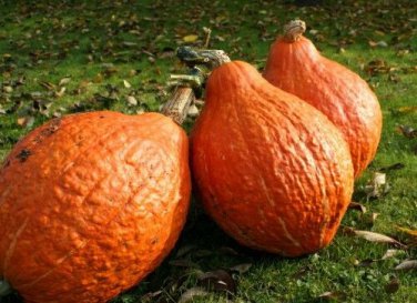 Golden Hubbard Winter Squash 500SEEDS