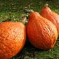 Golden Hubbard Winter Squash 500SEEDS