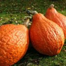 Golden Hubbard Winter Squash 1000SEEDS