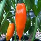 100 SEEDS Aji Amarillo hot chili pepper Big bright colored pods Peru