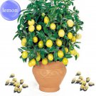 Rare Lemon 20 balcony patio potted fruit trees planted Seeds