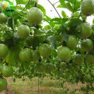 New Passiflora Edulis Passion Fruit 30 Edible Tasty Juicy Fruit Seeds