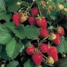 Temptation Strawberry 100 red fruits white flowers Seeds