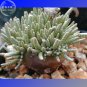 Avonia Albissima 5 a tiny grey semi-desert plant Seeds