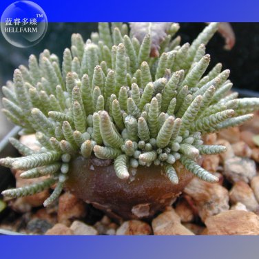 Avonia Albissima 10 a tiny grey semi-desert plant Seeds