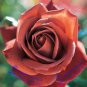 UNIQUE Louis Xiv Rose 50 EXOTICRare Seeds