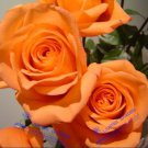 UNIQUE Louis Xiv Rose 200 EXOTICRare Seeds