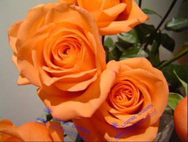 UNIQUE Louis Xiv Rose 200 EXOTICRare Seeds