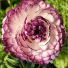 Aprrox 20 Beautiful Flowering BlubsRanunculus-Persian ButtercupNewFlower Bulb Seeds