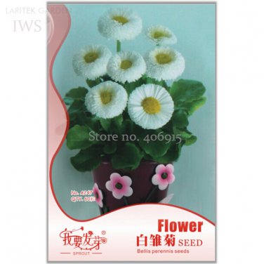White Daisies Dwarf Bellis Perennis Original 60 bonsai daisy chrysanthemum flowers Seeds