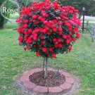Big Blooming Fresh Red Rose Tree for Landscape 50 light fragrant flowers open pollinated Seeds