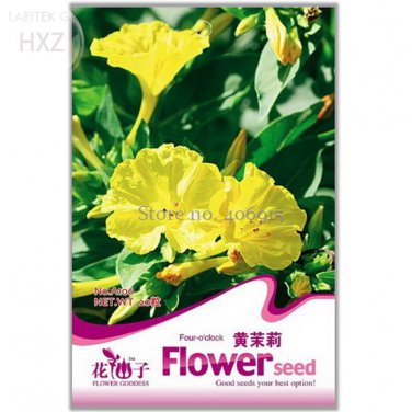 Flowers Yellow Jasmine 20 easy to grow long period beautiful flower Seeds