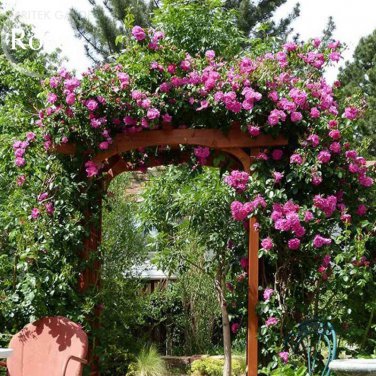 Taiwai Purple Climbing Rose Big Blooming Flowers 50 light fragrant easy to grow Seeds