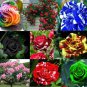 Rare Mixed 12 Types Rose Shrub Flowers 50 beautiful garden plant Seeds