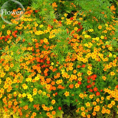 Tagetes tenuifolia Signet Marigold Gem Mixed 100 herb flowers Seeds