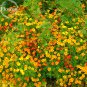 Tagetes tenuifolia Signet Marigold Gem Mixed 100 herb flowers Seeds