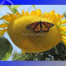 Golden Father-sun Sunflower 15 garden flowers Seeds