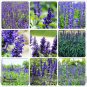 Victoria Salvia farinacea Sage Flower 30 Very Beautiful Salvia Seeds