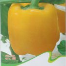 Golden Yellow Sweet Bell Pepper 8 Super Giant Organic Carlifornia Wonder Pepper Seeds