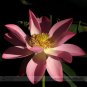 NewRare Blood Red Indonesia Lotus Flower Cool Nelumbo Nucifera Seeds