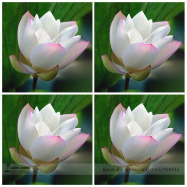 White Nelumbo Nucifera w/ Red Top Lotus Flower Light Fragrant Flowe Seeds