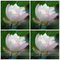 White Nelumbo Nucifera w/ Red Top Lotus Flower Light Fragrant Flowe Seeds