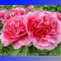 Rui Yue Jing Double Pink Peony Fragrant Flower . 5 Attracting Bees Butterfly Seeds