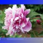 Shao Nvqun Pink Multi Petalled Peony Flower 5 Light Fragrant Flowers Seeds