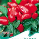 Red Heart Pepper Original 20 Bright Red Edible Hot Chili Vegetable Seeds