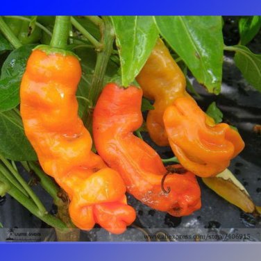 Fresh Orange Peter Penis Chili Pepper Organic 10 Edible Interesting Landscape Seeds