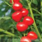 Heart-Shaped Tomatoberry Garden Tomato Hybrid 100 Thick Juicy Sweet Aromatic Tomato Seeds