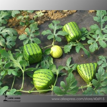 Rarest Square Triangular Cylindrical Small Watermelon 20 15% Sugar Sweet Juicy Seeds