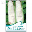 Fruits Silver Glutinous Corn White Waxy Corn age 10 green healthy vegetable Seeds