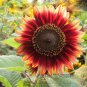 20 Evening Sun Sunflower Seeds