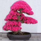 50Rare FAzalea Hardy Red Rhododendron Shrub Plants for Bonsai Seeds
