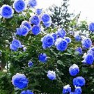 100Rare Blue Climbing Rose Very Beautiful Climbing Flowers Seeds