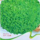 1000 American Lettuce der Salat Green Seeds