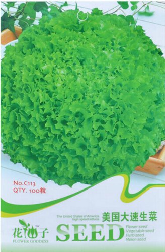 1000 American Lettuce der Salat Green Seeds