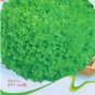 1000 American Lettuce der Salat Green Seeds