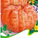 Sweet Baby Pumpkin Original 8 Autumn Fall Pumpkin Seeds