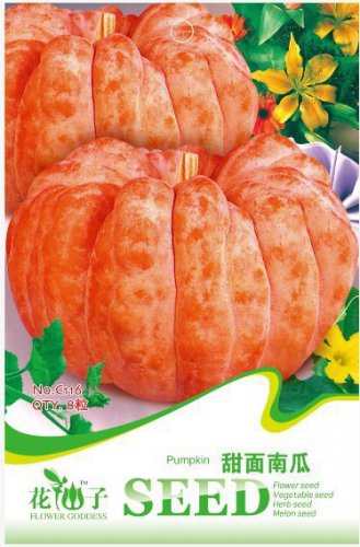 Sweet Baby Pumpkin Original 8 Autumn Fall Pumpkin Seeds