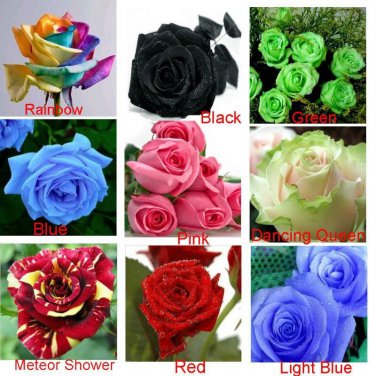 9 Colors 1800 Rainbow Black Green Blue Pink White Red Colorful Rose Shrub Flower Separated Seeds