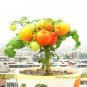 Bonsai Middle Dwarf Yellow Tomato Organic 100 Interesting Tasty Tomato Seeds