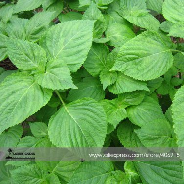 Green Perilla 100 Organic Refreshing Herbs Seeds