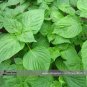 Green Perilla 100 Organic Refreshing Herbs Seeds