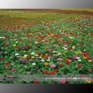 Zinnia Angustifolia + Zinnia Elegans Mixed 30 Light Up Garden Small Middle Large Blooms Seeds